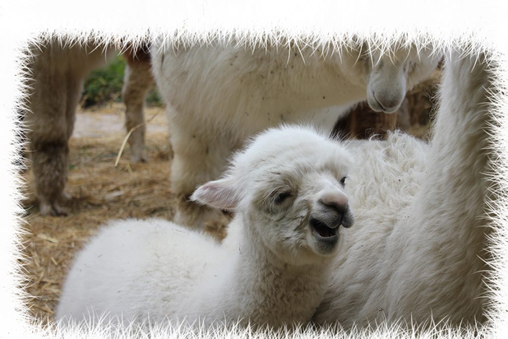 Our Animal Welfare and Ethics - Alpacaly Ever After