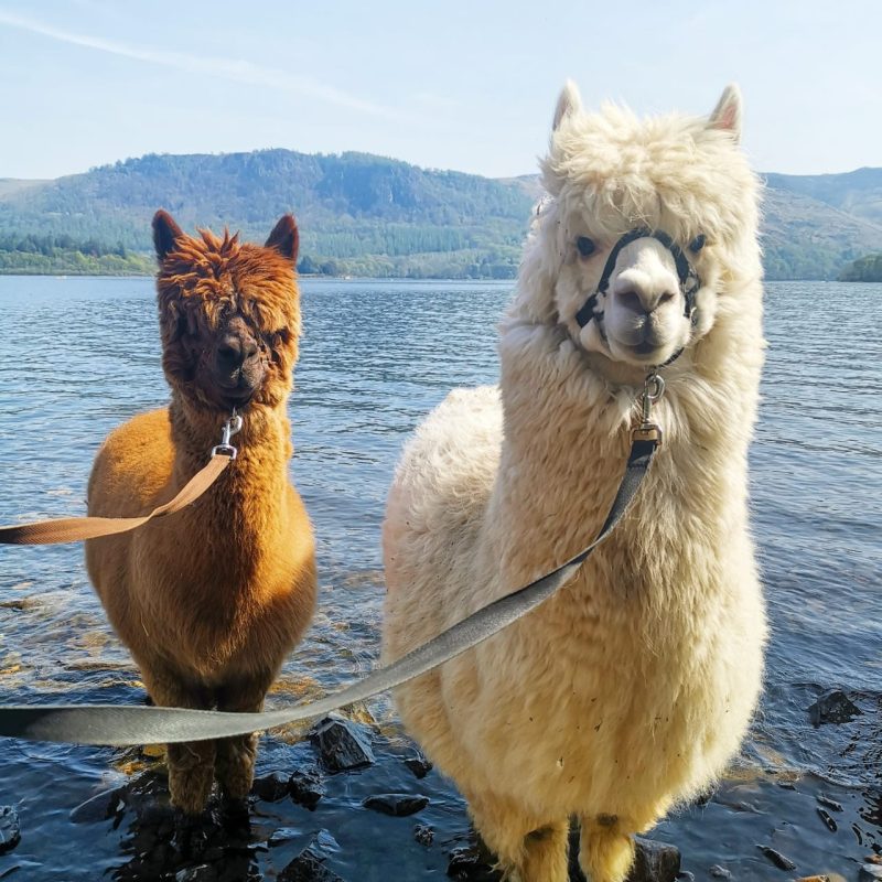 Private Alpaca Walking Gift Vouchers