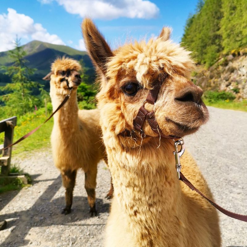 Mixed Group Alpaca Walking Gift Vouchers