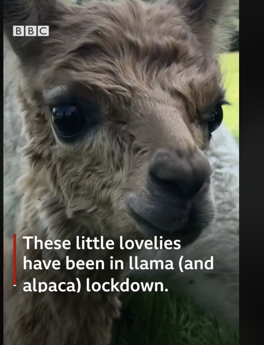 Alpacaly Ever After 2020