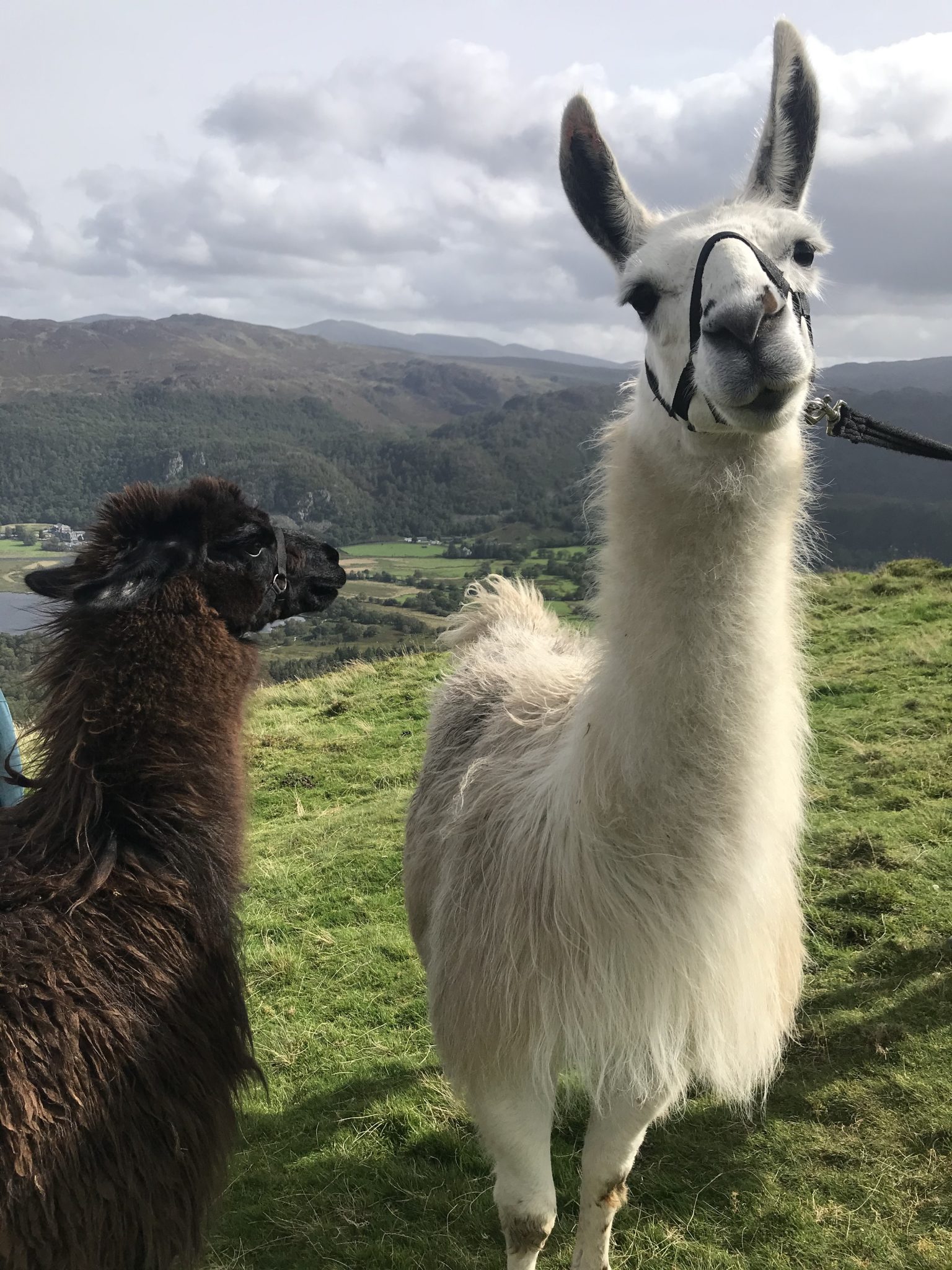 Huarizo's; a new tapas option or one of our Woolly Army? - Alpacaly