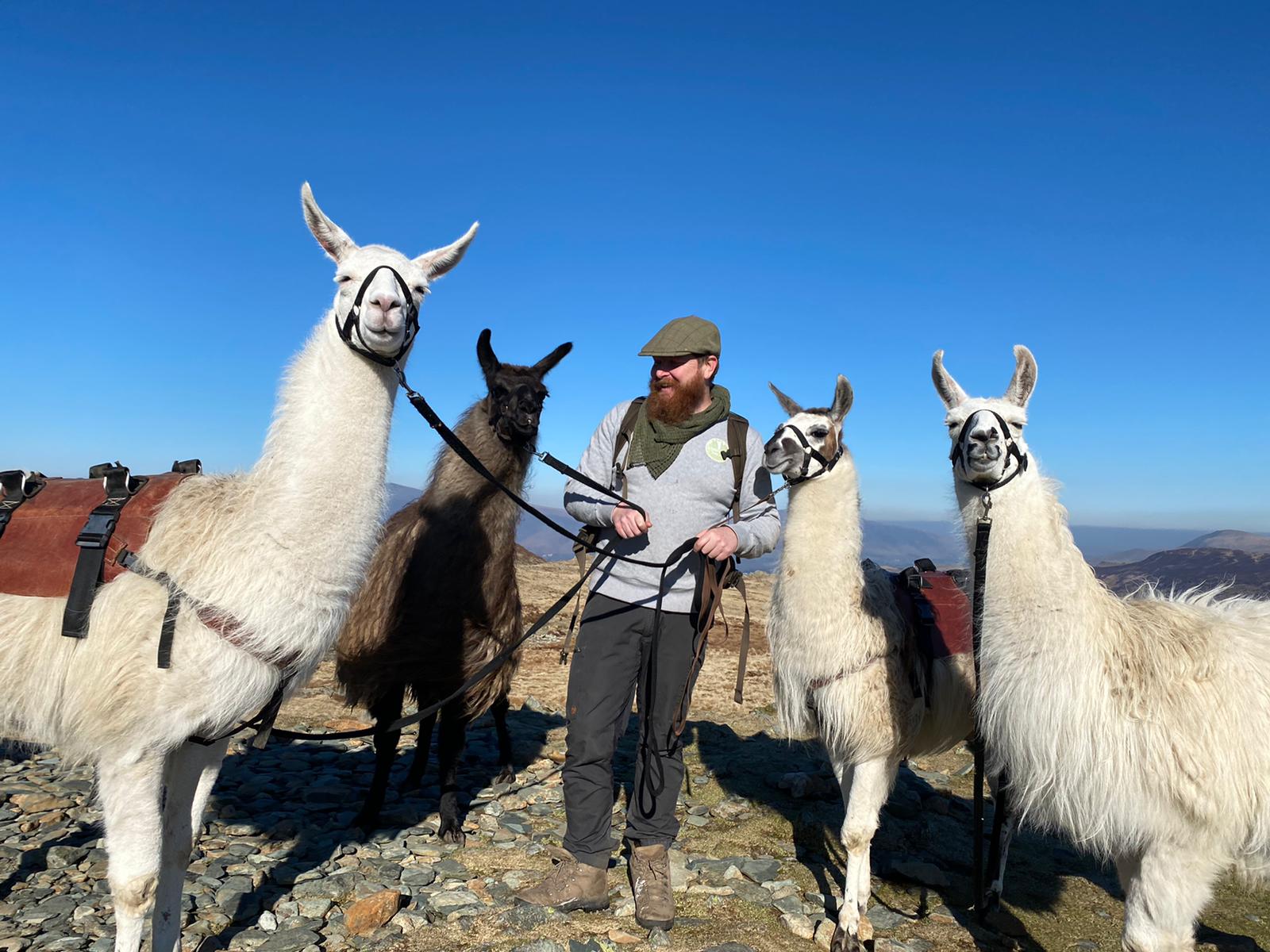 llama trekking trip listening