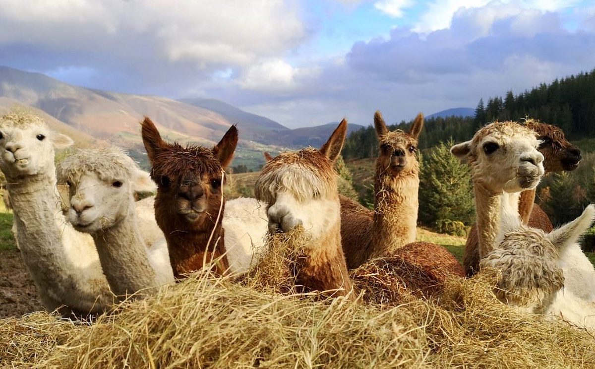 Alpacaly Ever After Image