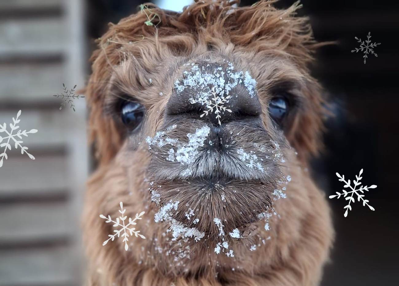 * Pre-Order * Alpacaly 2026 Calendar - Image 5