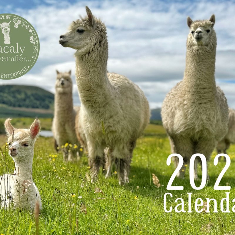 * Pre-Order * Alpacaly 2026 Calendar