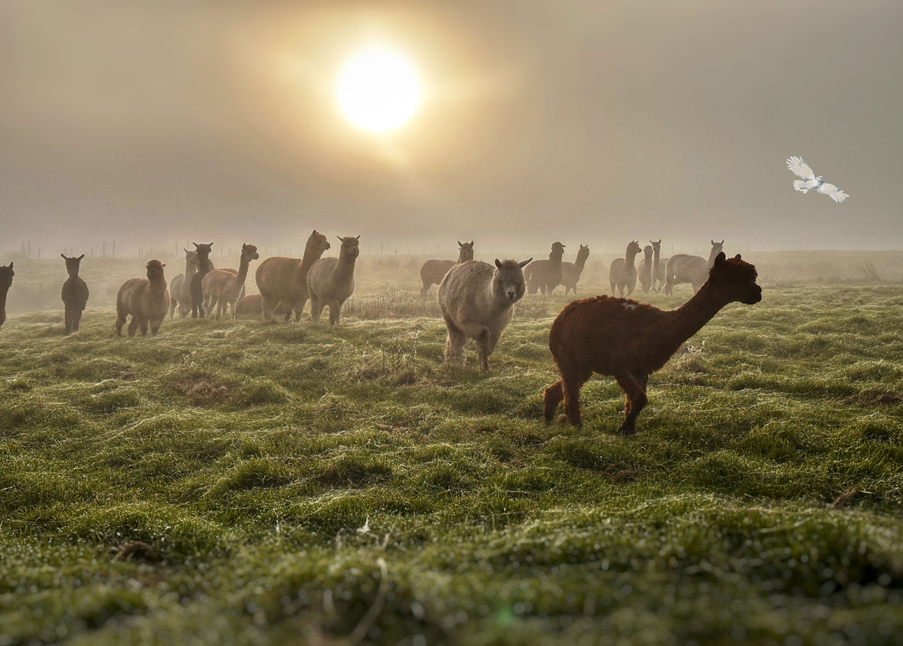 * Pre-Order * Alpacaly 2026 Calendar - Image 2