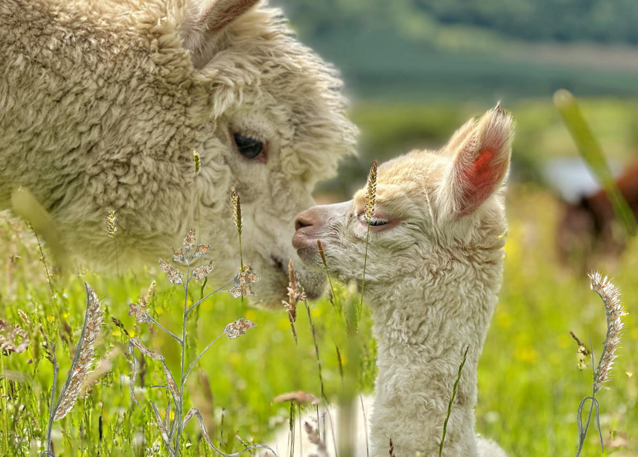 * Pre-Order * Alpacaly 2026 Calendar - Image 3