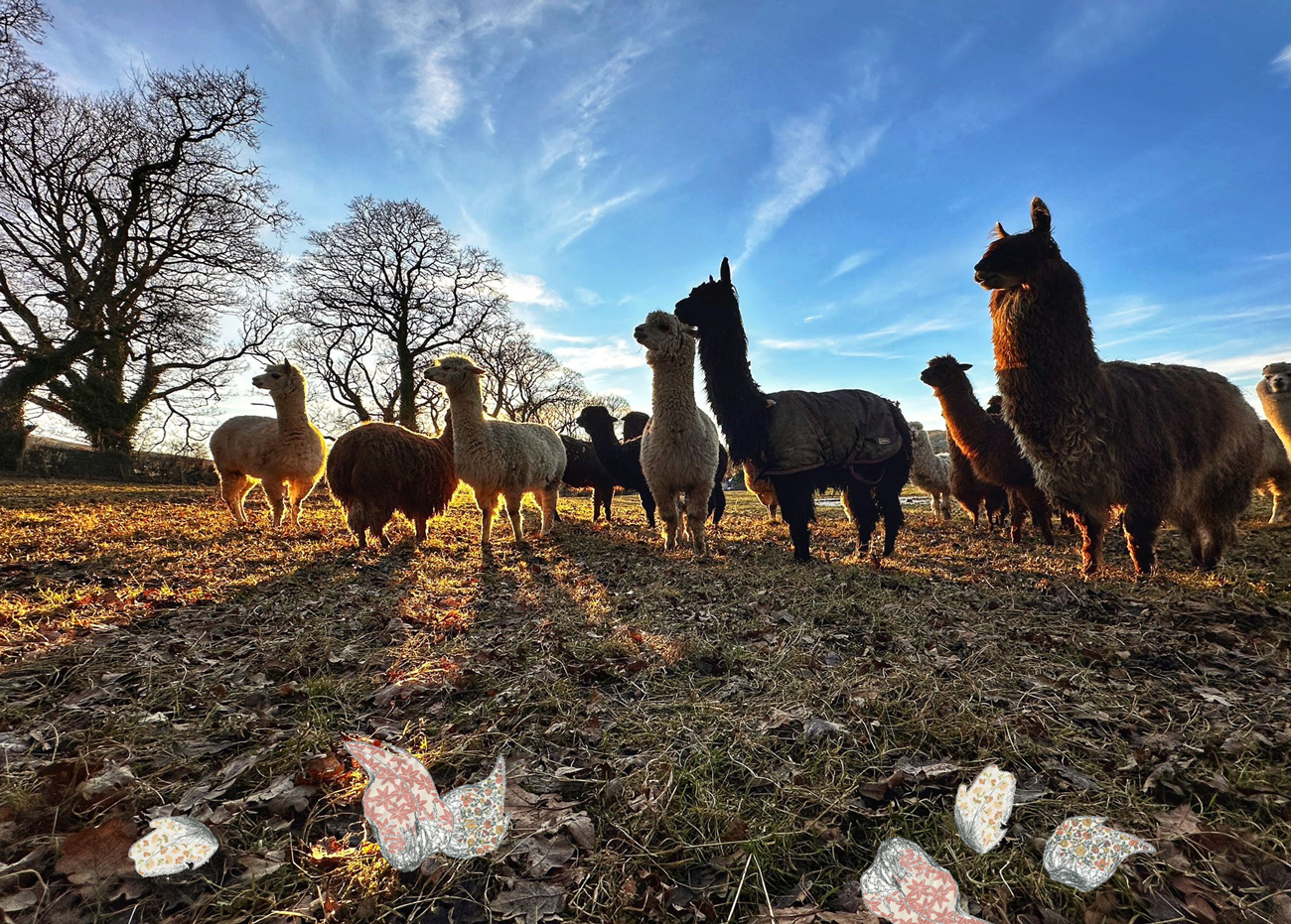 * Pre-Order * Alpacaly 2026 Calendar - Image 7