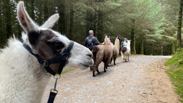 Llama Trekking Voucher For 2 People Walking 2 Llamas on a Mixed Group Trek - Image 4