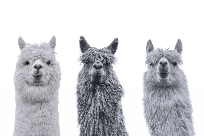 Ruth Burgess Alpaca & Llama Mounted Prints | 3 Alpacas - Image 2