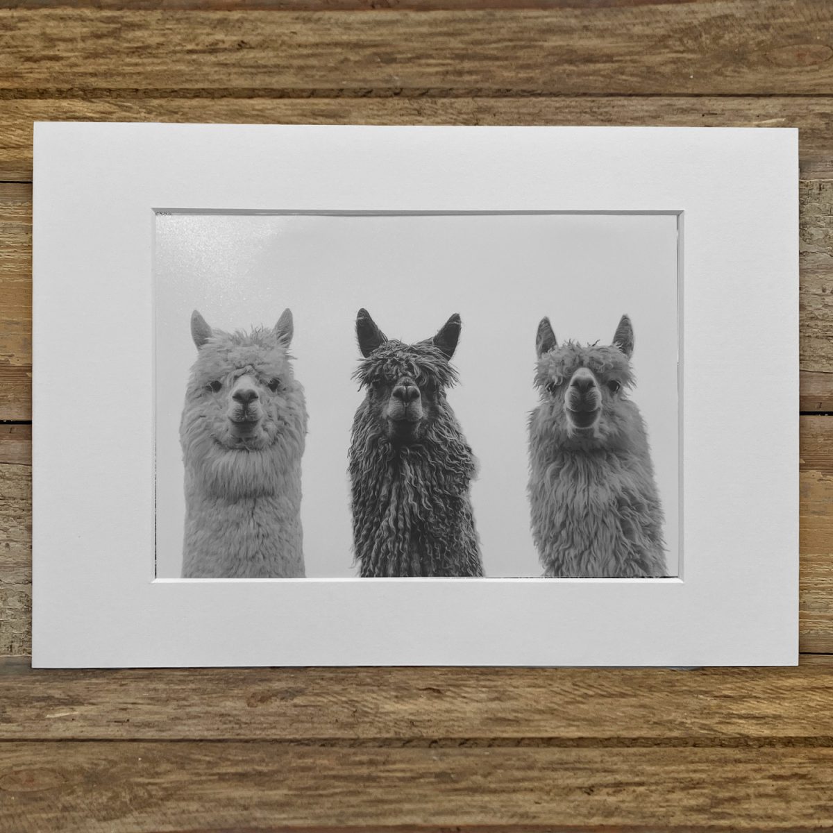 Ruth Burgess Alpaca & Llama Mounted Prints | 3 Alpacas