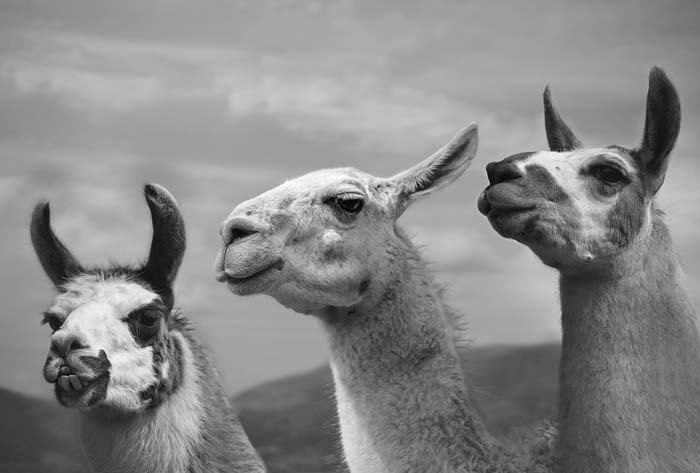 Ruth Burgess Alpaca & Llama Mounted Prints | 3 Llamas - Image 2