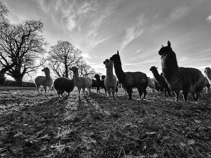 Ruth Burgess Alpaca & Llama Mounted Prints | Group Sunset - Image 2