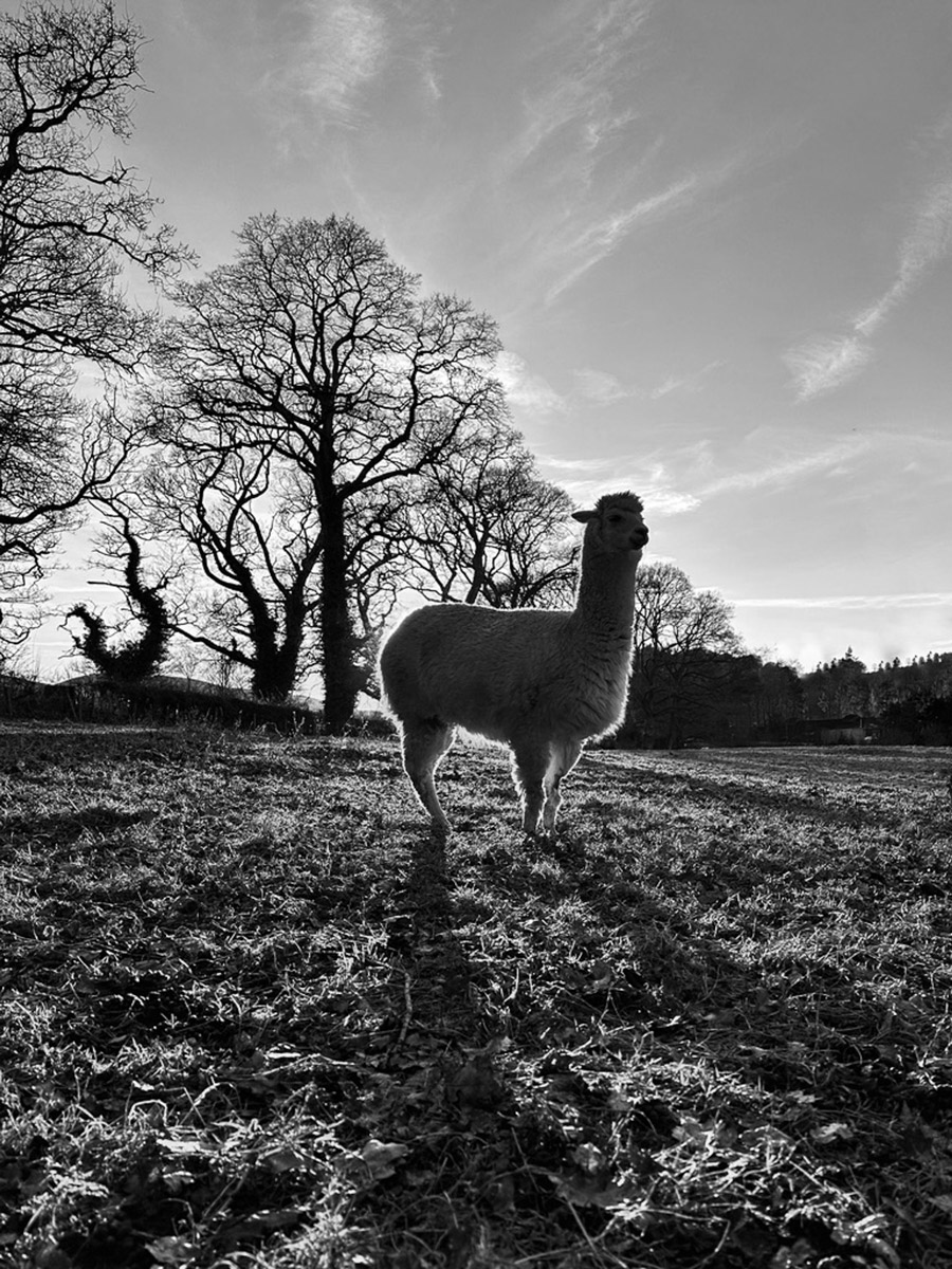Ruth Burgess Alpaca & Llama Mounted Prints | Alpaca Sunset - Image 2