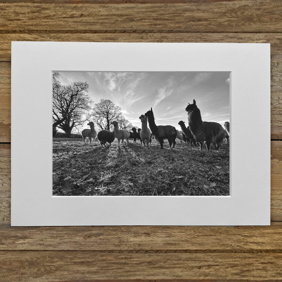 Ruth Burgess Alpaca & Llama Mounted Prints | Group Sunset
