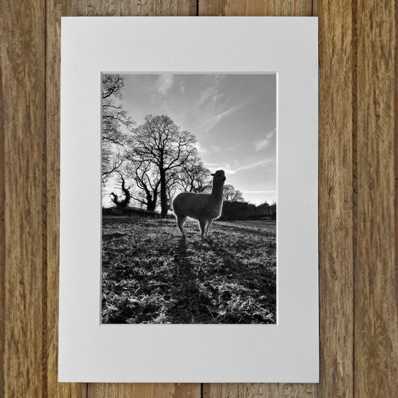 Ruth Burgess Alpaca & Llama Mounted Prints | Alpaca Sunset