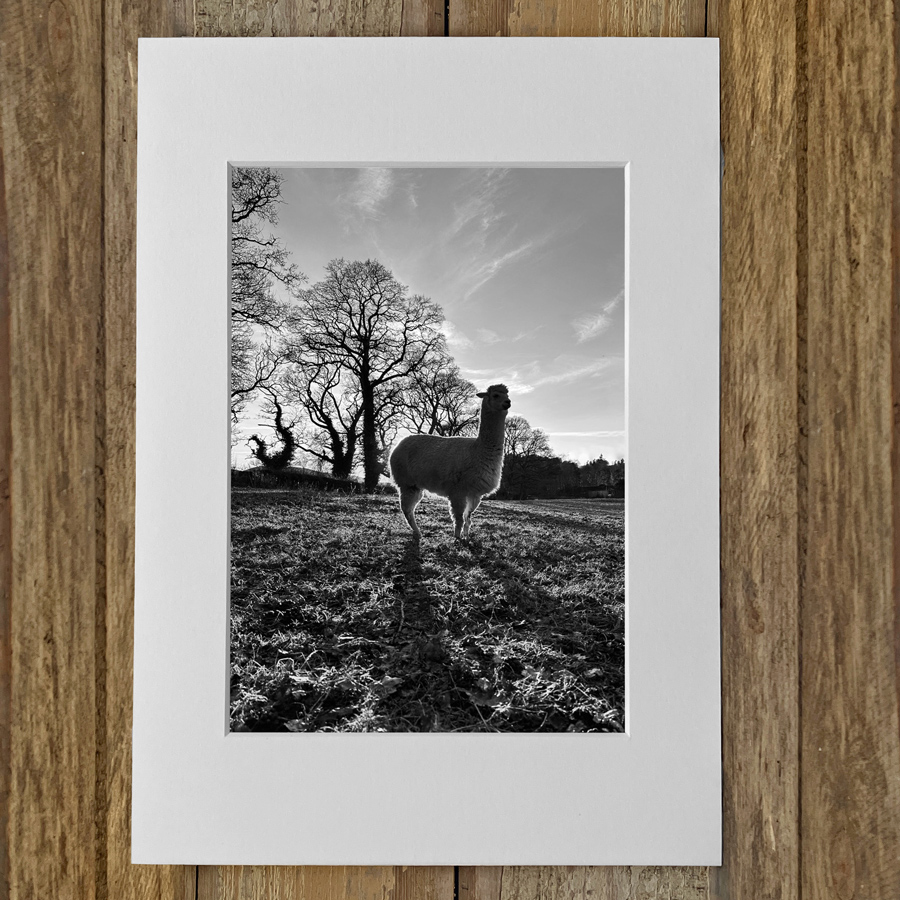 Ruth Burgess Alpaca & Llama Mounted Prints | Alpaca Sunset