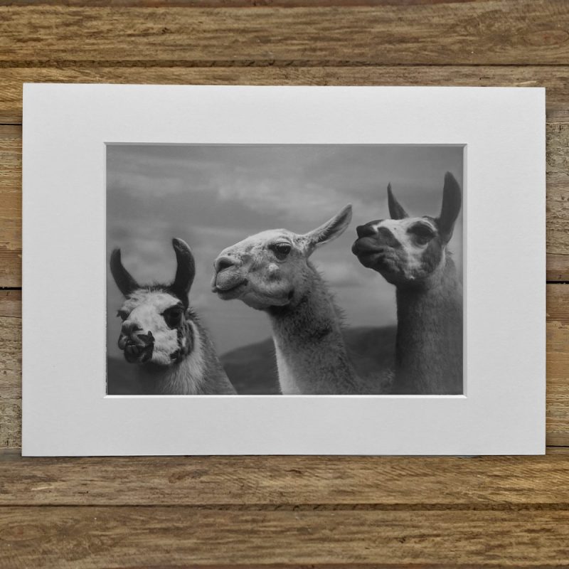 Ruth Burgess Alpaca & Llama Mounted Prints | 3 Llamas