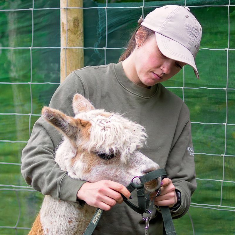 Camelid Care Session Gift Vouchers