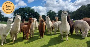 Best Things To Do In The Lake District, Alpacaly Ever After ranked number one on Tripadvisor