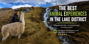 Best Animal Experiences In The Lake District