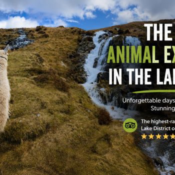 Best Animal Experiences In The Lake District